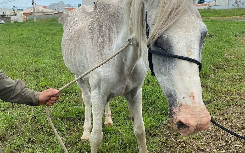 Cavalos são resgatados em situação de magreza extrema e com parasitas em SC