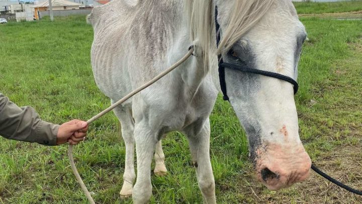 Cavalos são resgatados em situação de magreza extrema e com parasitas em SC