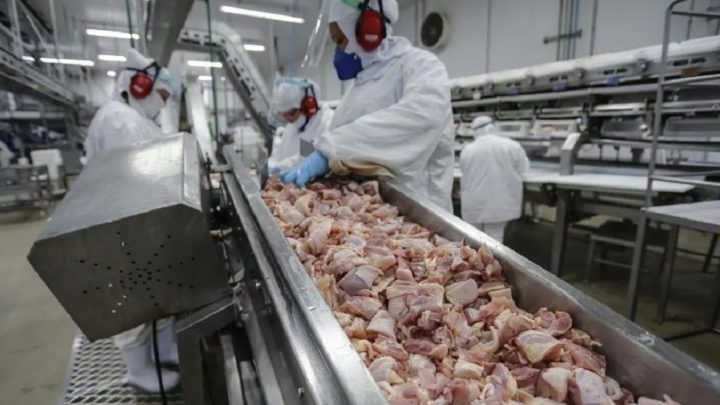 Emirados Árabes se tornam maior importador de frango do Brasil