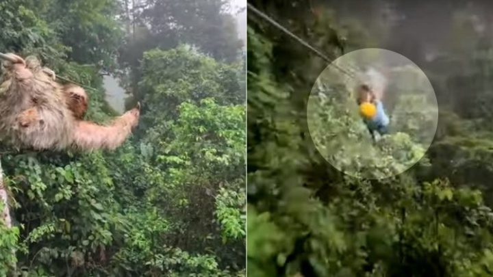 Vídeo: Garotinho colide com bicho-preguiça pendurado no meio de tirolesa