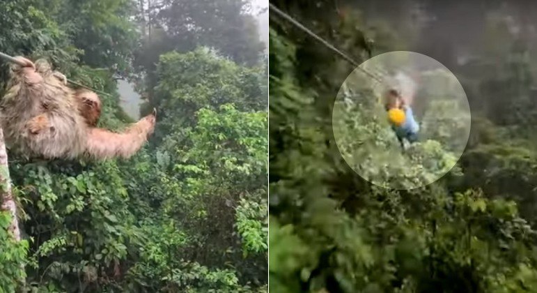 Vídeo: Garotinho colide com bicho-preguiça pendurado no meio de tirolesa