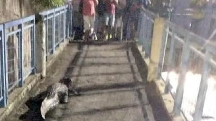 Impressionante: jacaré é flagrado andando em terminal rodoviário