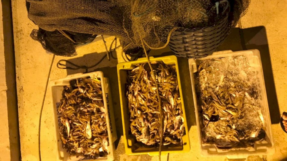 Polícia Militar Ambiental apreende mais de 70 kg de camarão em SC