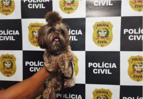 Vídeo: após ser furtado dentro de apartamento, shih tzu é devolvido à família em SC