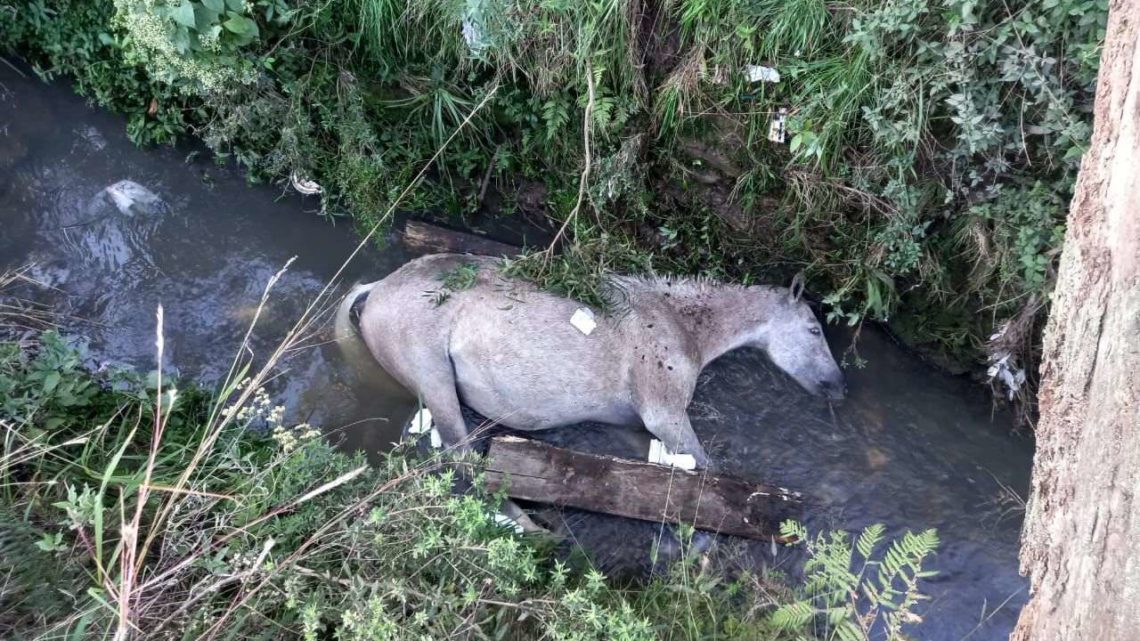 Égua prenha cai de ponte e morre em SC