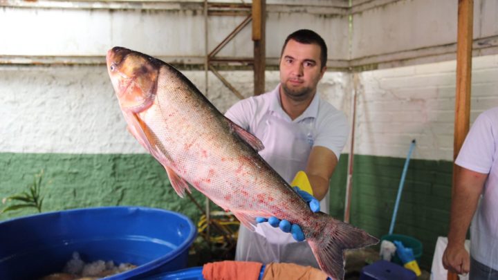 Cerca de 50 toneladas serão comercializadas na feira do peixe vivo em Chapecó