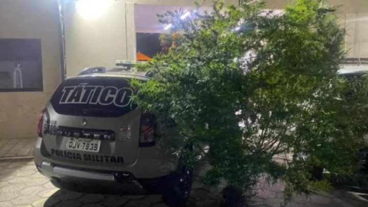 Árvore de maconha maior do que viatura da polícia é apreendida no Sul de SC