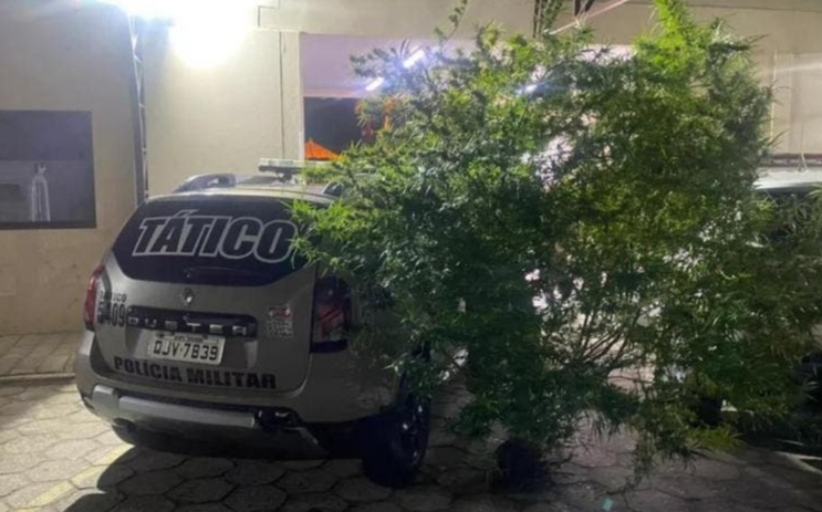 Árvore de maconha maior do que viatura da polícia é apreendida no Sul de SC