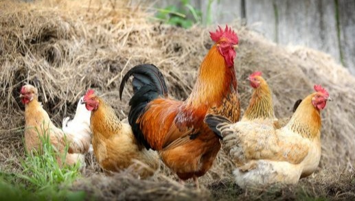 29 galinhas são ‘presas’ por perturbação do sossego em SC