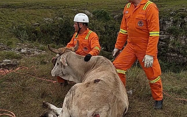 Vaca grávida de 400kg é resgatada após cair em penhasco em SC