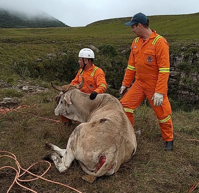 Vaca grávida de 400kg é resgatada após cair em penhasco em SC