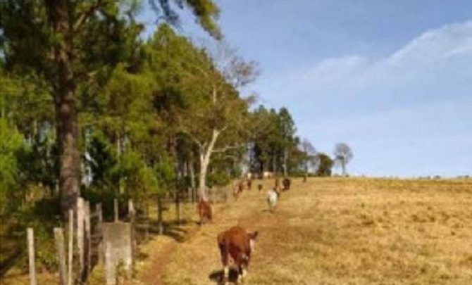 Vídeos: PF combate contrabando de gado argentino para o Brasil