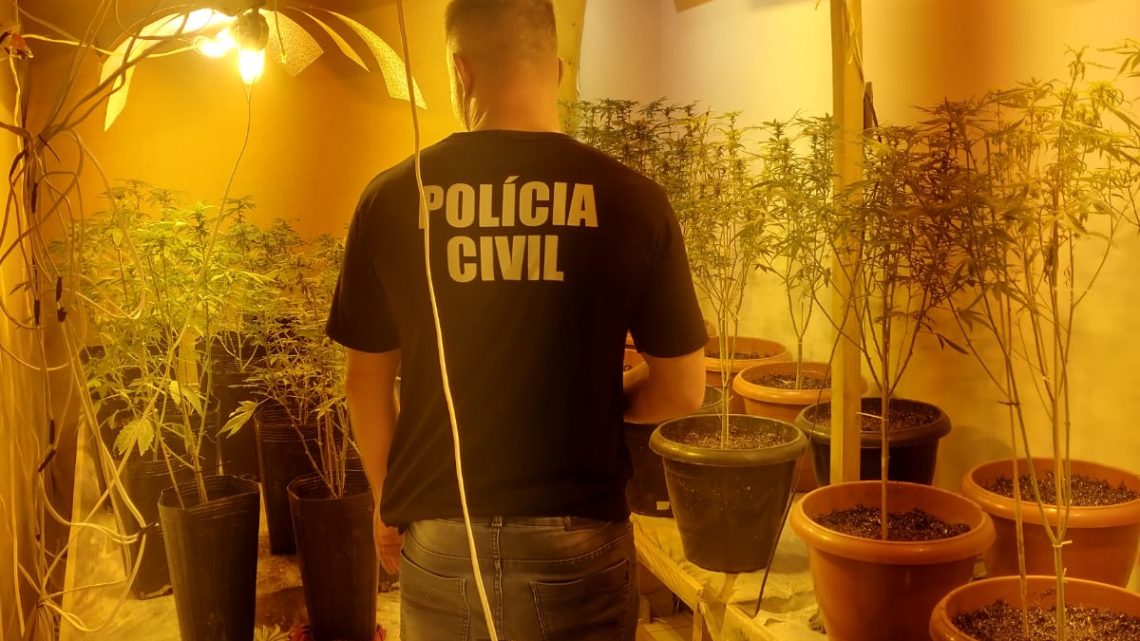 Polícia Civil localiza estufa para produção de maconha e faz prisão em SC