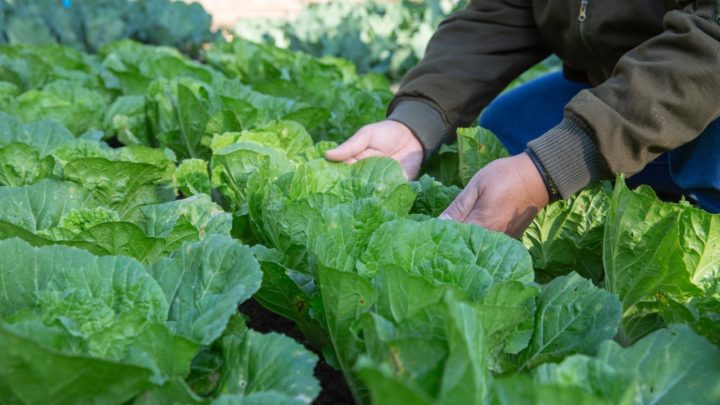 Governo de SC abre crédito de R$ 1,2 bilhão para agricultores familiares afetados pela estiagem