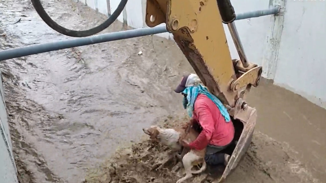 Vídeo: Cachorro cai em canal de irrigação e é salvo por trabalhadores