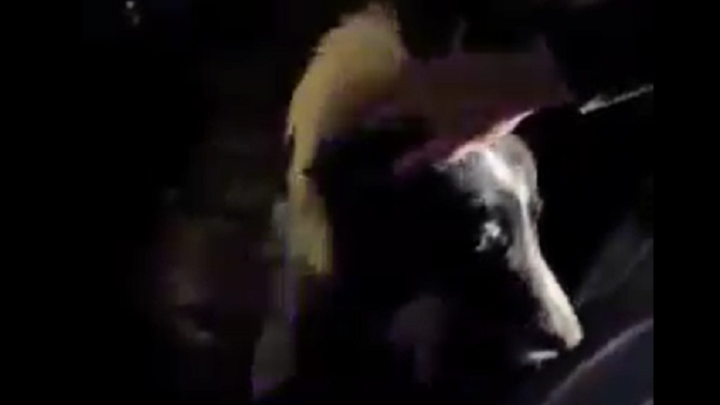 Vídeo: cão deixado dentro de carro é resgatado pela guarda municipal