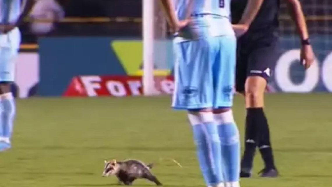 Vídeo: gambá invade jogo entre Criciúma e Londrina na série B