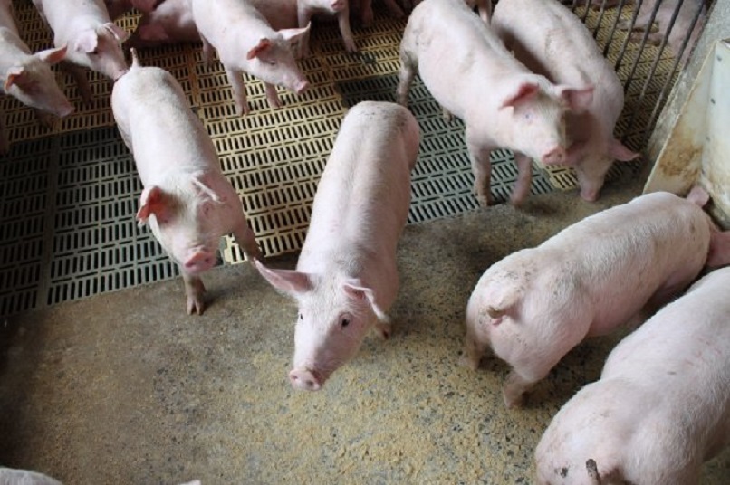 Produção de carne suína brasileira deve ter alta de até 2% em 2022