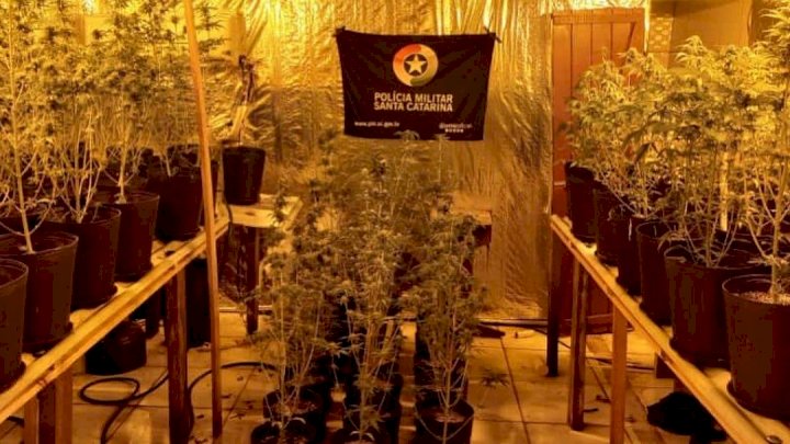 Estufa com mais de 140 mudas de maconha é descoberta em SC