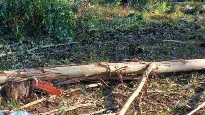 Trabalhador morre após ser atingido na cabeça por árvore em SC