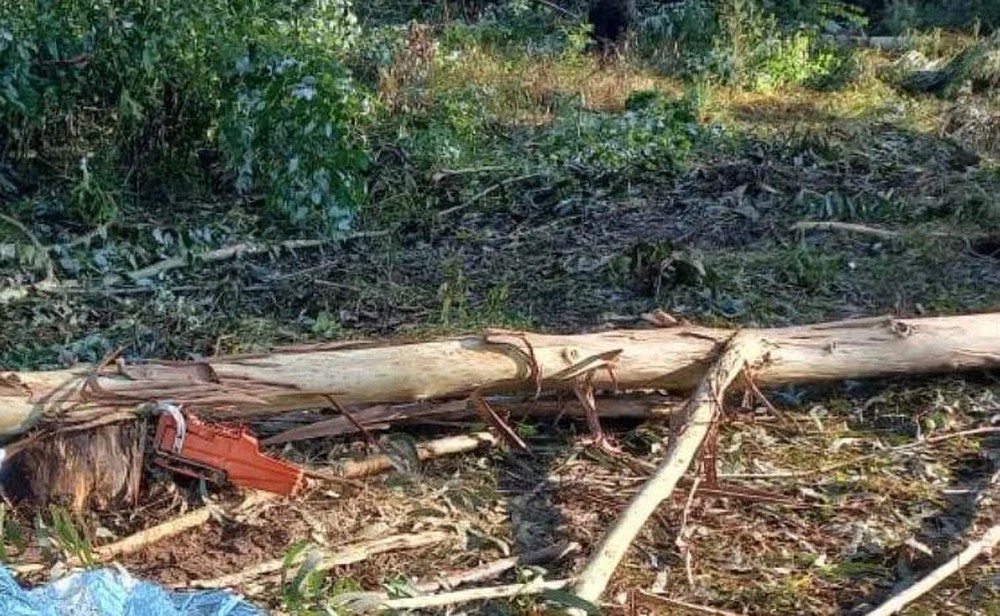 Trabalhador morre após ser atingido na cabeça por árvore em SC