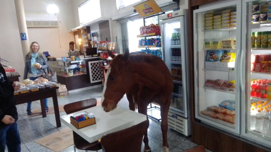 Cavalo ‘invade’ padaria, tenta ‘roubar’ banana e viraliza em SC