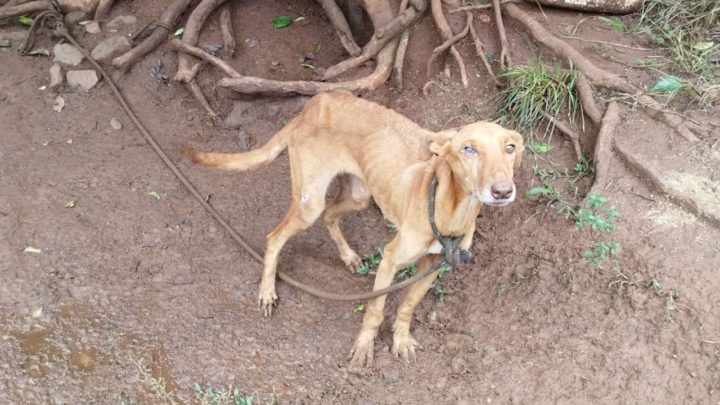 Vídeos: Polícia Civil e CIDASC resgatam animais em situação de maus tratos em Cunha Porã