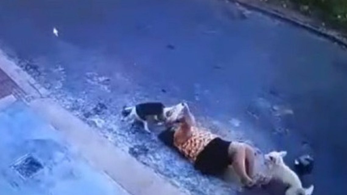 Vídeo: idosa é atacada por cachorros: “Foi dor, desespero”