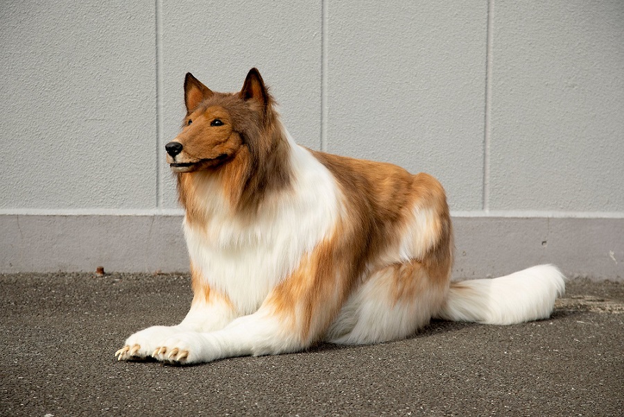 Vídeo: japonês gasta quase R$ 75 mil para se “tornar” cachorro da raça Collie