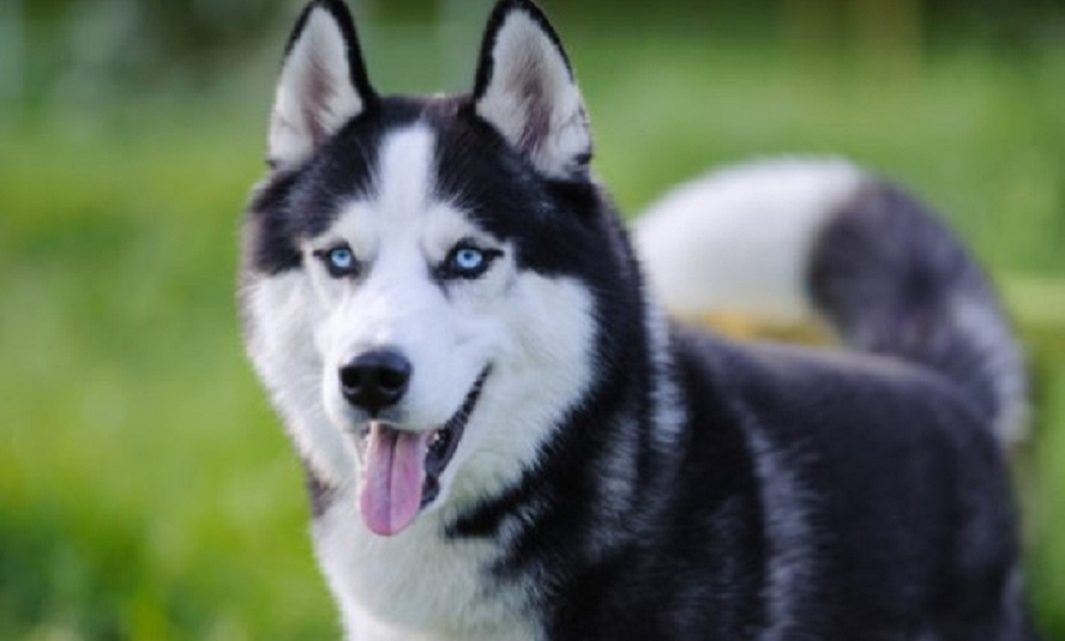 TJSC mantém pena a homem que furtou husky siberiano para presentear namorada no oeste