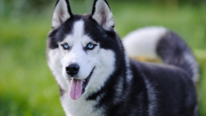 TJSC mantém pena a homem que furtou husky siberiano para presentear namorada no oeste