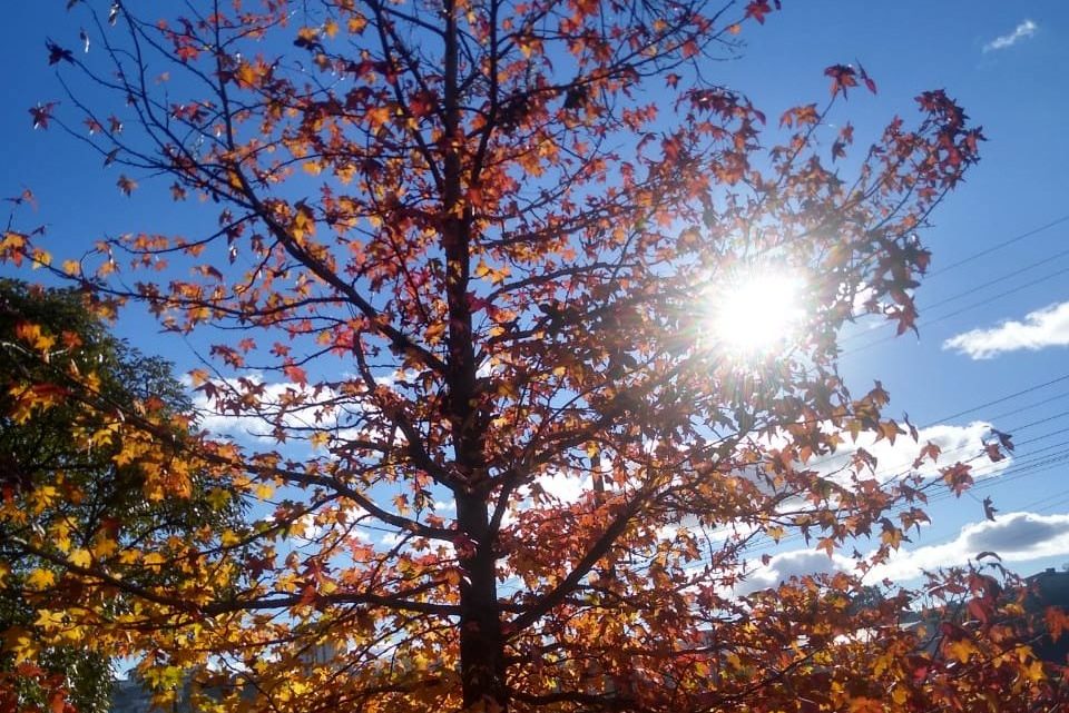 Fim de semana gelado em SC: temperaturas mínimas ficarão abaixo dos 5ºC