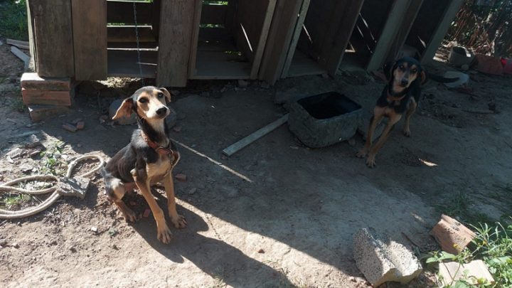 Maus-tratos a cães: Polícia Civil efetua prisão em flagrante de homem em SC