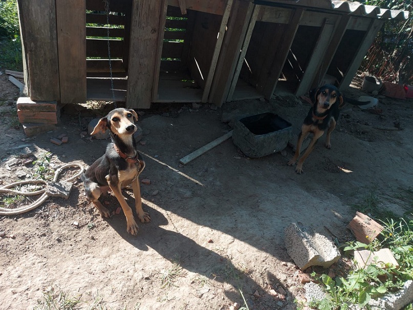 Maus-tratos a cães: Polícia Civil efetua prisão em flagrante de homem em SC
