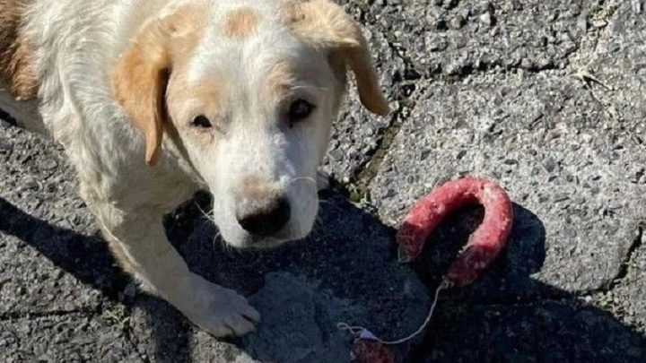 Vídeo: Cão “rouba” padaria em SC