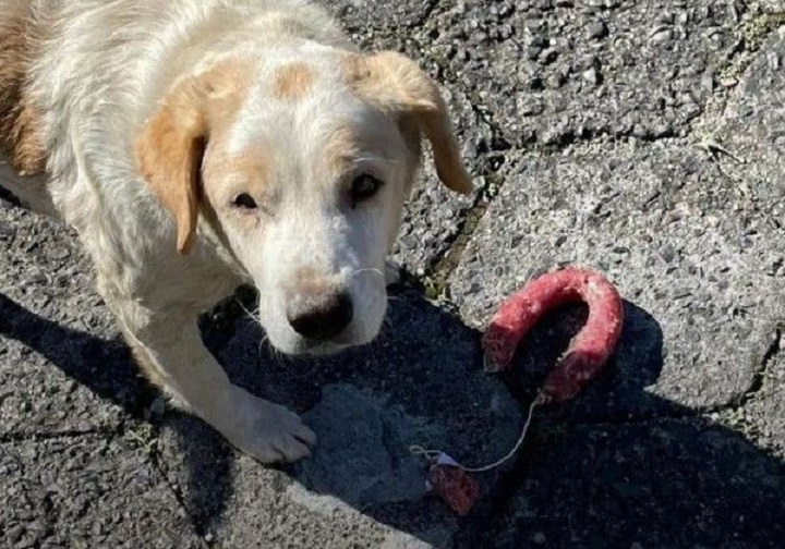 Vídeo: Cão “rouba” padaria em SC