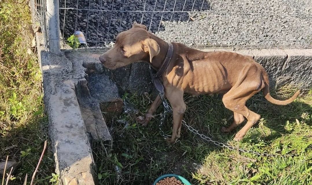 Pitbull em situação de maus-tratos é resgatado no Sul de SC