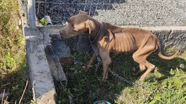 Pitbull em situação de maus-tratos é resgatado no Sul de SC