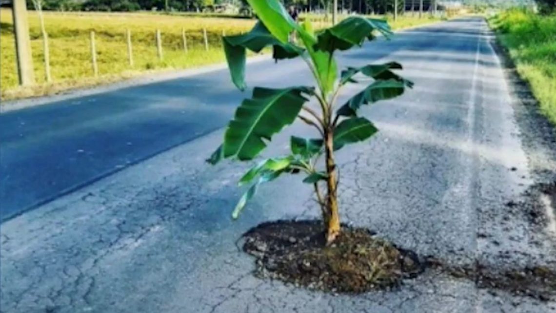 Moradores do Sul plantam bananeira na SC-445 e reivindicam por melhorias