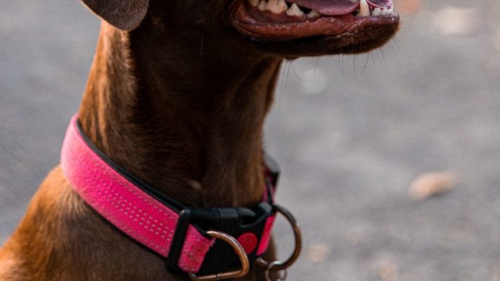 Homem é arrastado pelos cachorros enquanto passeia em Chapecó
