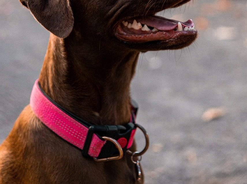 Homem é arrastado pelos cachorros enquanto passeia em Chapecó