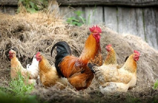 Casal é flagrado furtando galinhas em Romelândia