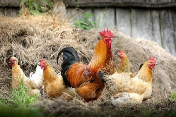 Casal é flagrado furtando galinhas em Romelândia