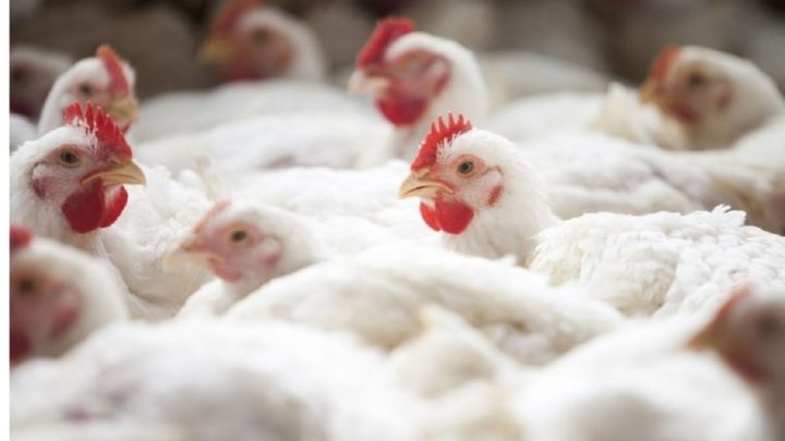 Frango/Cepea: com vendas à China em queda, outros destinos garantem bom desempenho