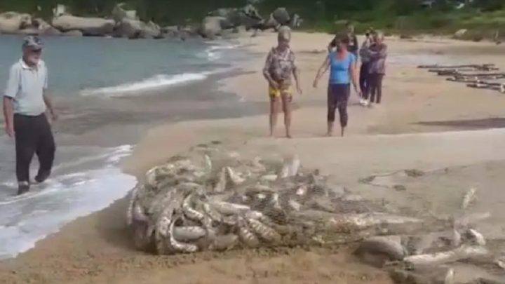 Vídeo: praias de SC têm os primeiros lanços de tainha do ano