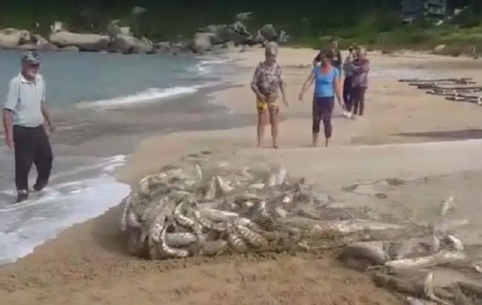 Vídeo: praias de SC têm os primeiros lanços de tainha do ano