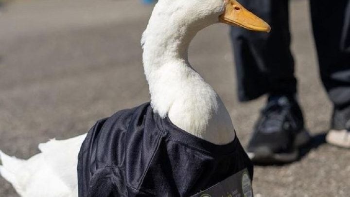 Pato corre maratona em Nova York, ganha medalha e faz sucesso nas redes