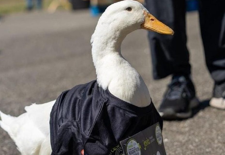 Pato corre maratona em Nova York, ganha medalha e faz sucesso nas redes Pato corre maratona em Nova York, ganha medalha e faz sucesso nas redes