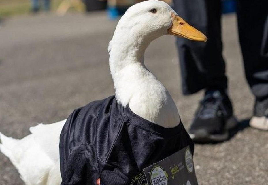 Pato corre maratona em Nova York, ganha medalha e faz sucesso nas redes