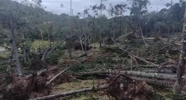 Galeria de vídeos: vento e chuva derrubam árvores em SC